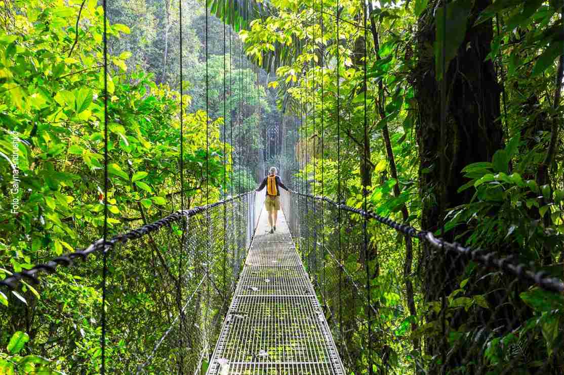 Hiking on a bridge in the tropical jungle
