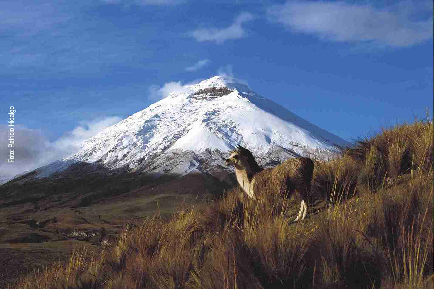 Lamas im Nationalpark Cotopaxi