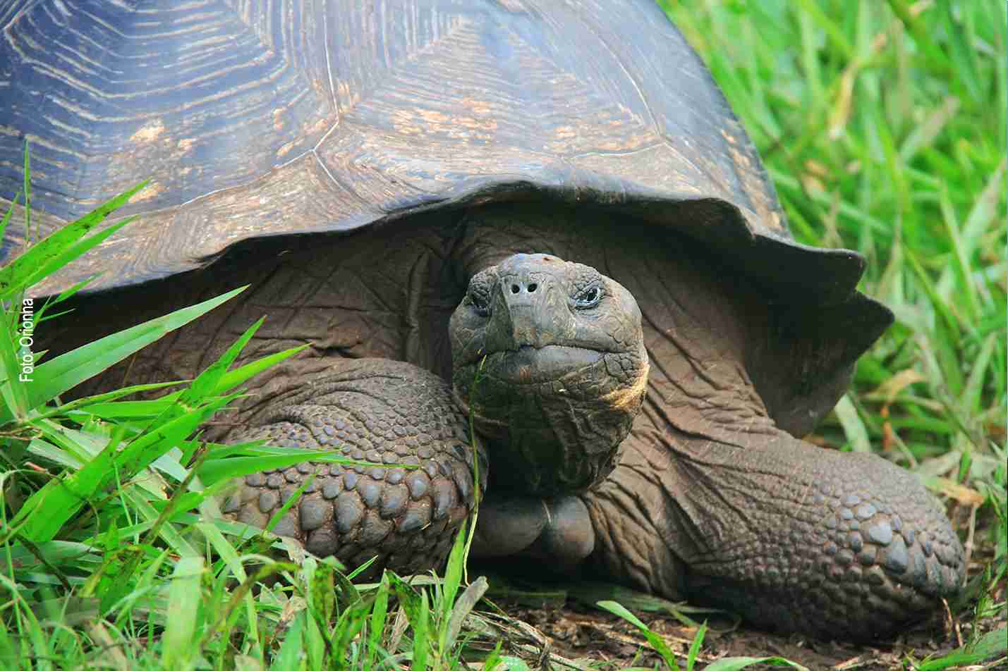 Giant tortoise on a Galápagos island