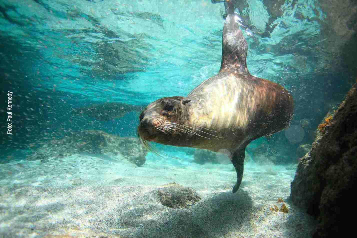 Seelöwe beim Schwimmen unter Wasser