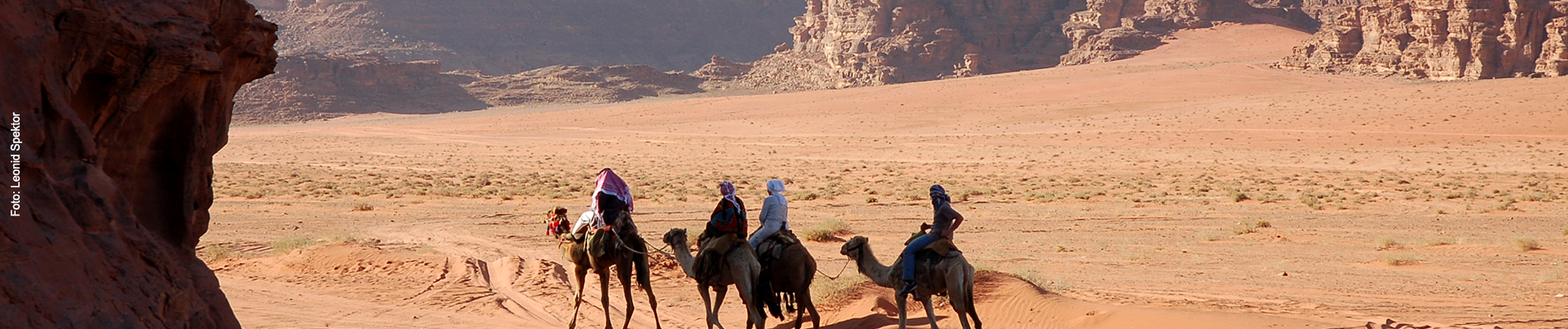 Kamelgruppe in der Wadi-Rum-Wüste