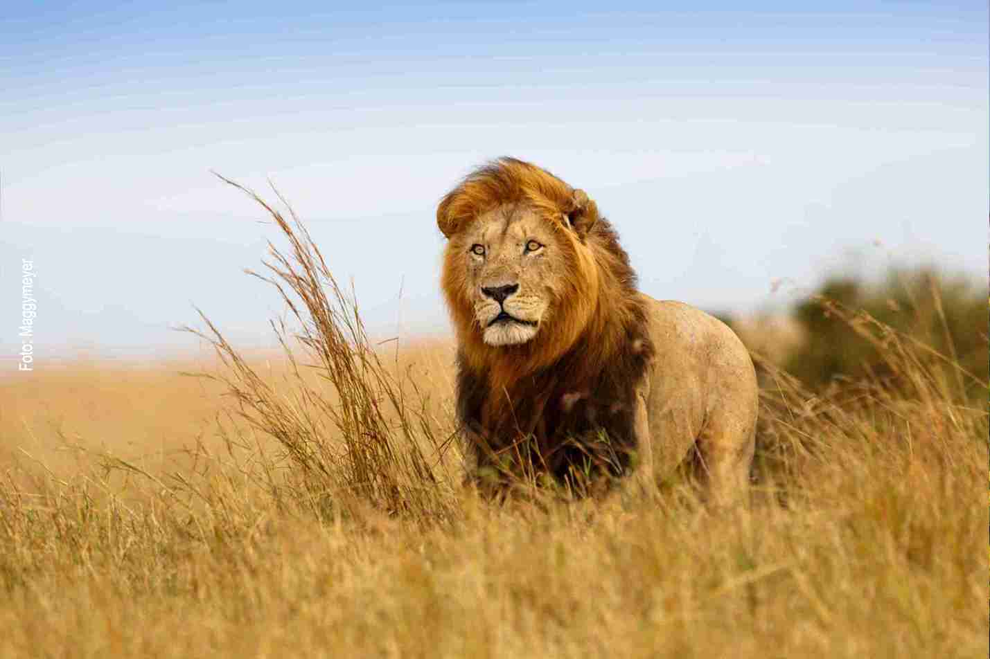 Großer Löwe im Gras der Masai Mara