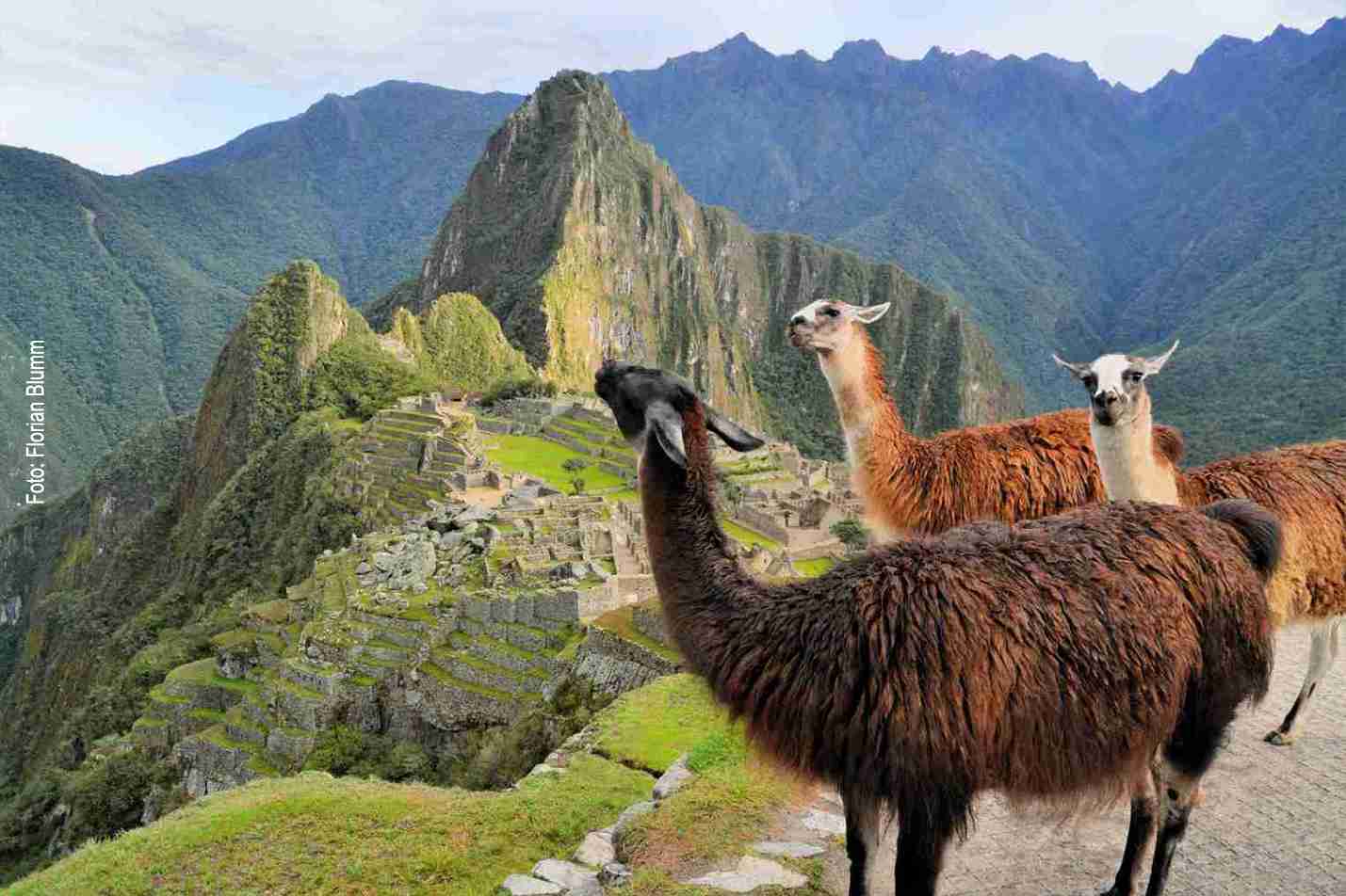 Lamaherde in Machu Picchu
